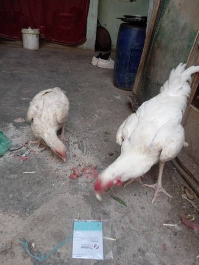 pepar what heera 03122471006