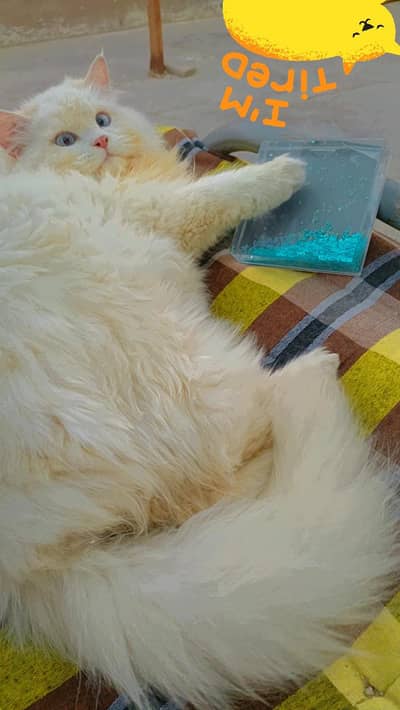 male kitten for sale