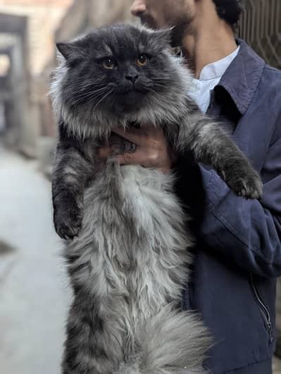 Persian male triple coat