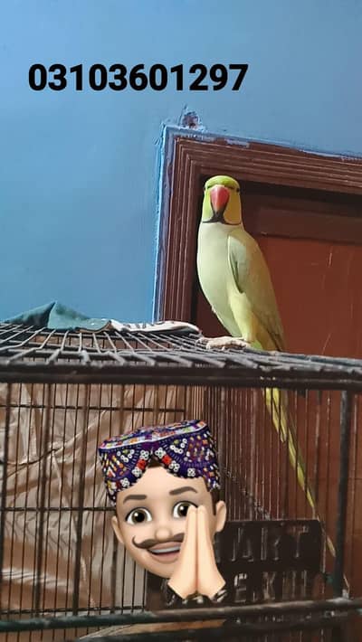 ring neck wild male but mund TALKING