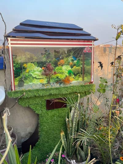 Bara Aquarium Complete Setup with Fish – Urgent