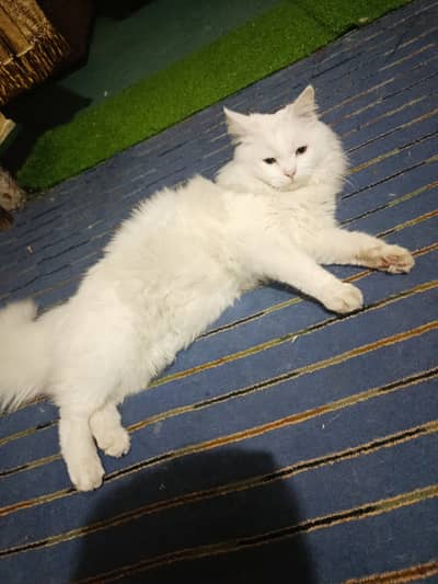Fully vaccinated and  Persian cat the name of the cat is jack