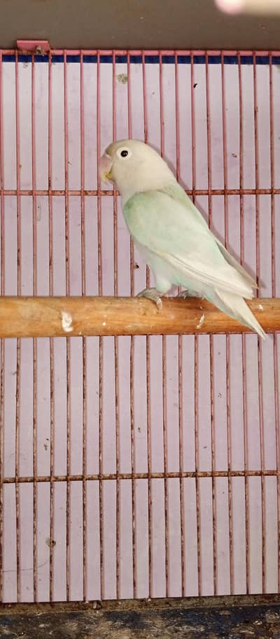 blue opline split pelflow