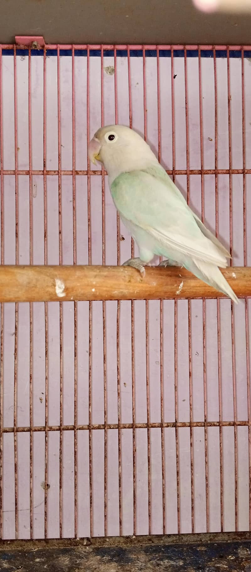 blue opline split pelflow 0