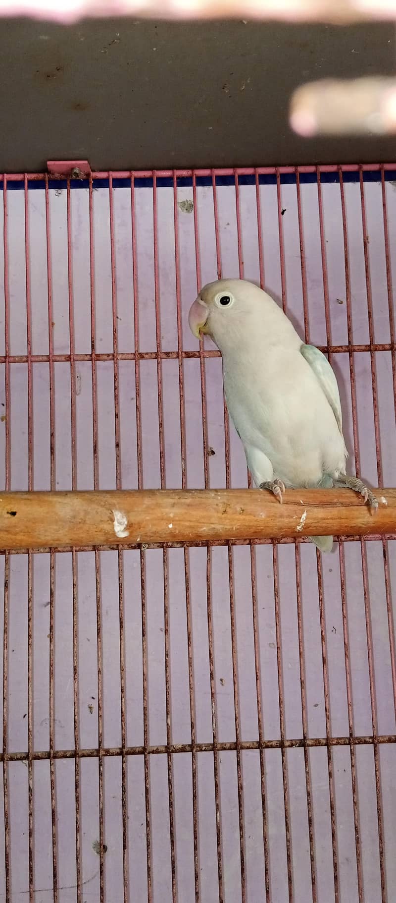 blue opline split pelflow 1