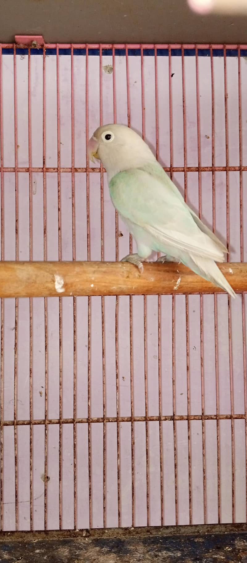 blue opline split pelflow 2