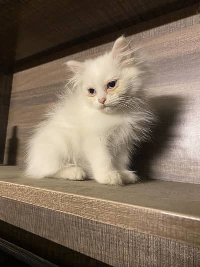 Long coat Crystal eyes  kitten Pair