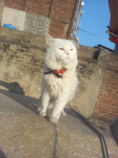 white person cat young age