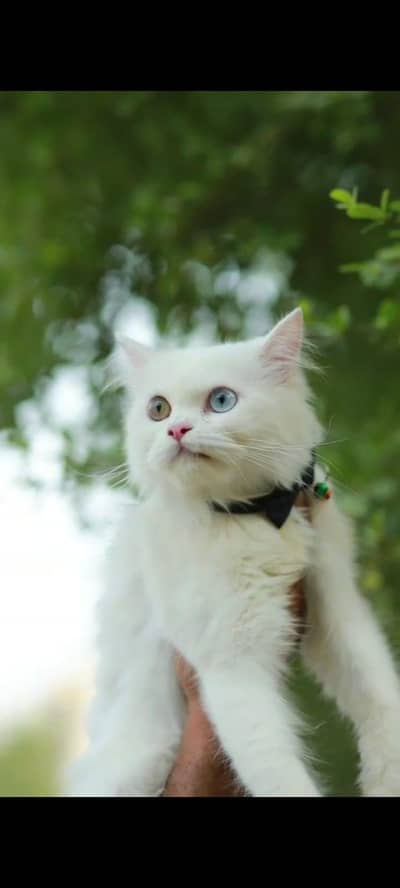 Persian cat and kitten