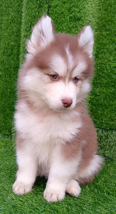 Siberian husky puppies 03425655411