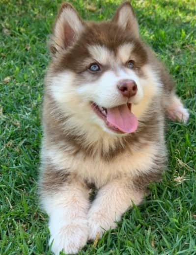 husky puppies 03425655411