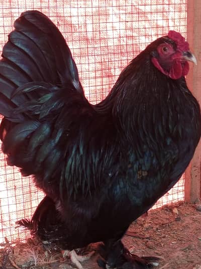 Hybrid Bantam
