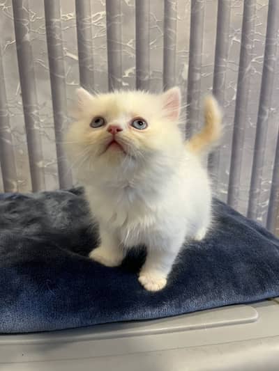 Blue eyes Persian kitten for sale