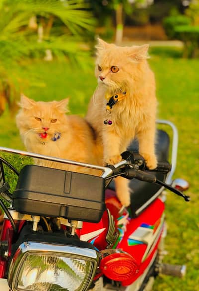 Persian cat and kitten