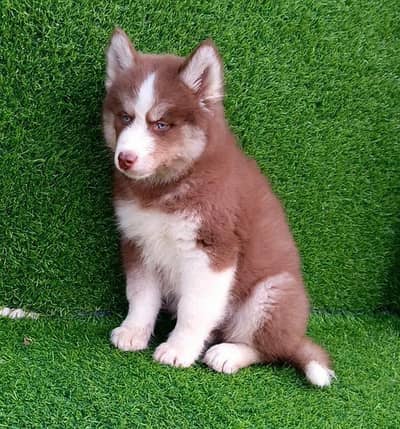 Siberian husky puppies 03425655411