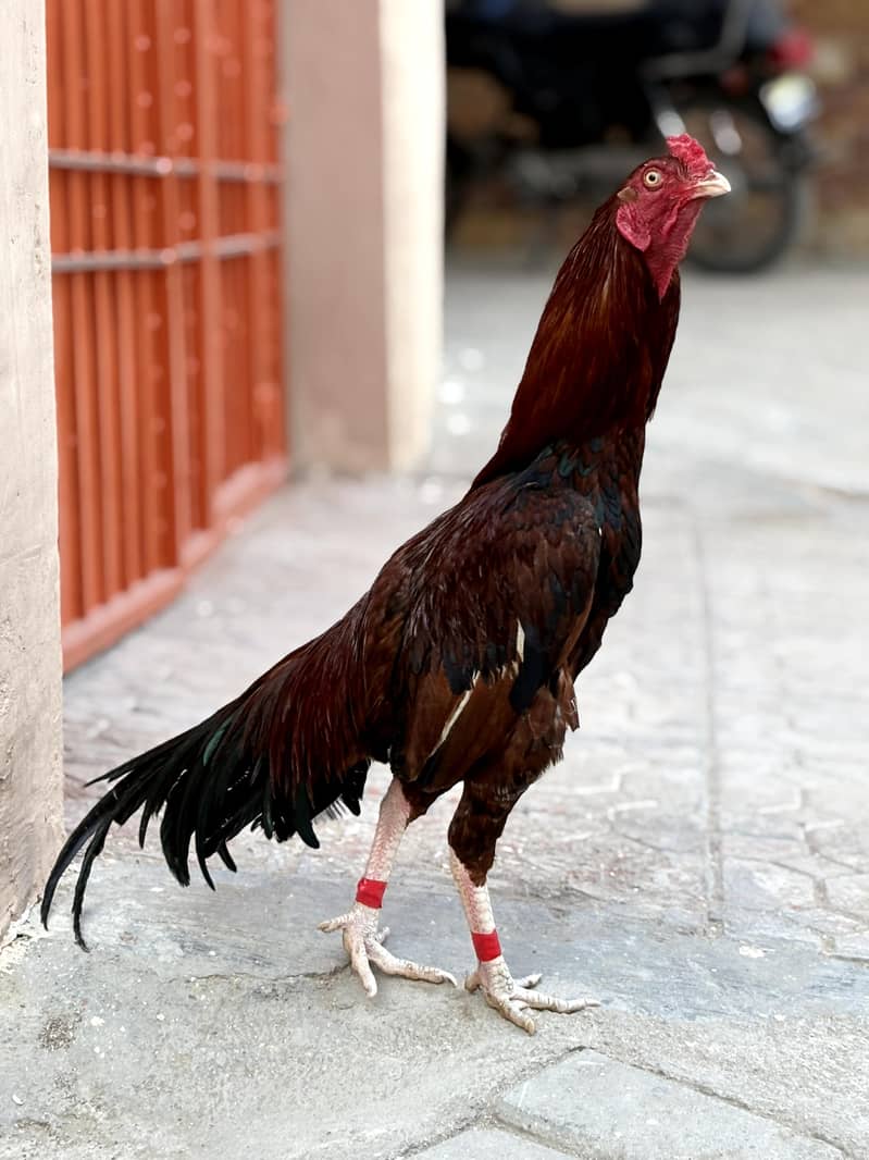 peela patha active 2