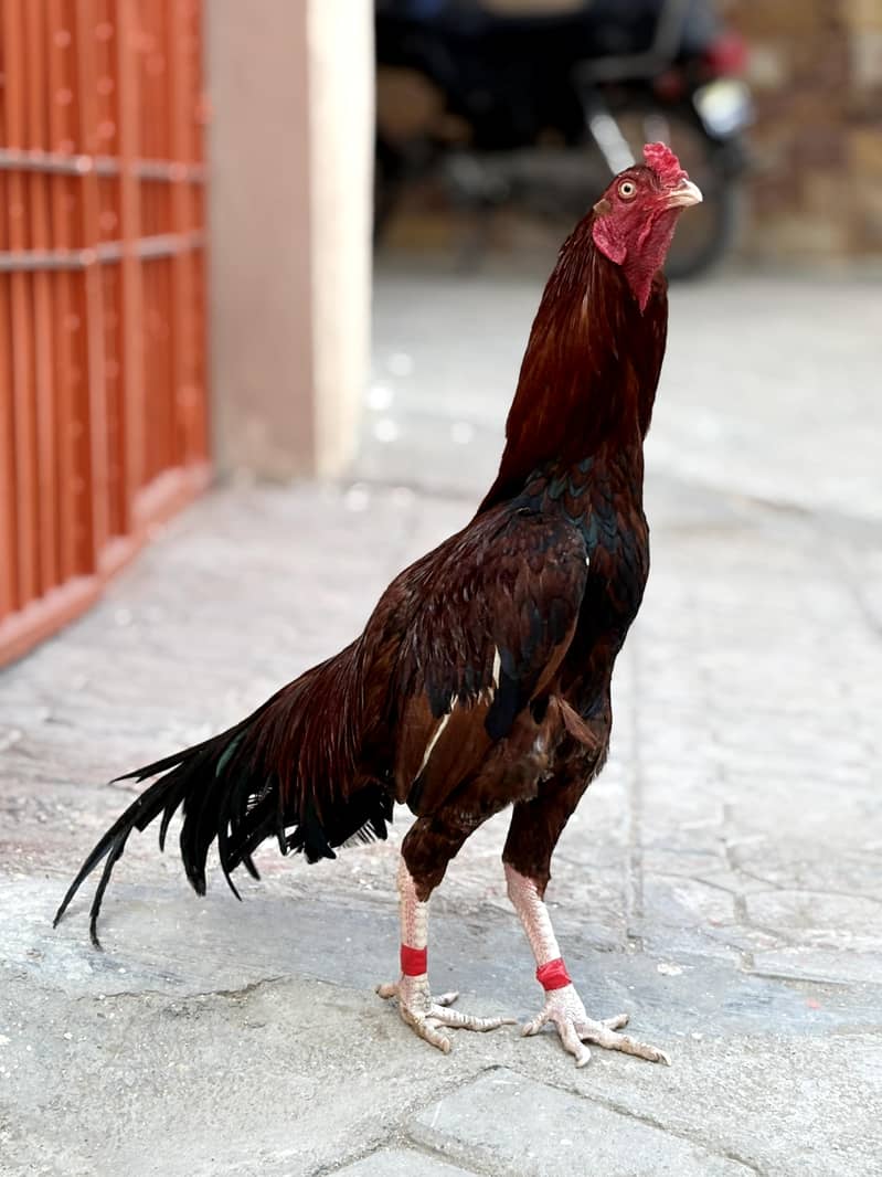 peela patha active 3