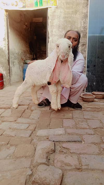 Kajla Pair | Chatra | Sheep | | Goat | Bakra | For sale| male female