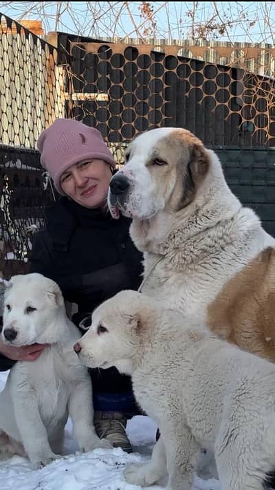 IMPORTED ALABAI PUPPIES ARE AVAILABLE FOR BOOKING