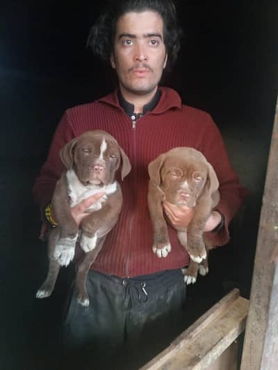 AMERICAN PITBULL PUPPIES ARE AVAILABLE FOR SALE