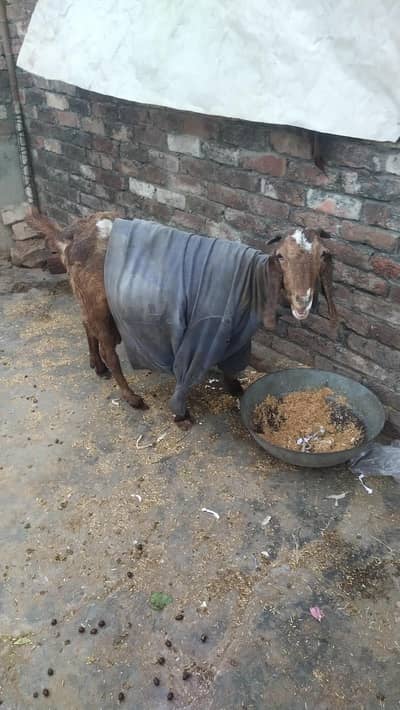 Gabban 5 wa mahina taqriban