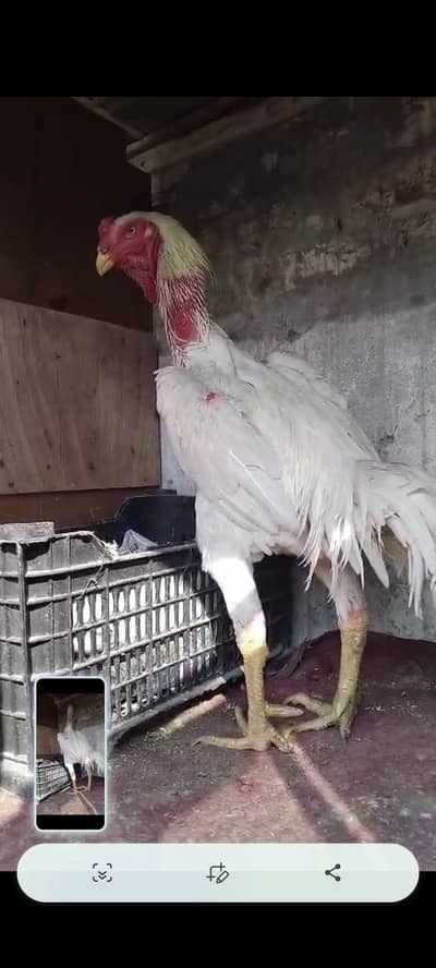 TOP Quality Shamo pair