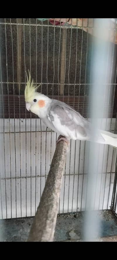 Cocktail male for sell