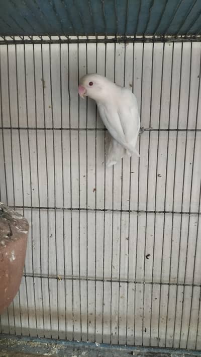 Albino red eye female for sell