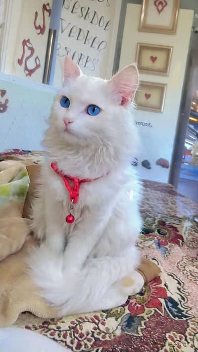 Persian cat blue eyes 