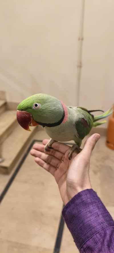 Alexander parrot