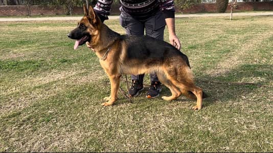 pedigree German shepherd | Female | German shepherd Puppy | GSD