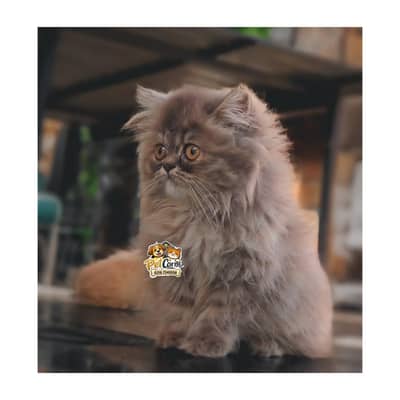 Persian British punch face piki face kitten cat available