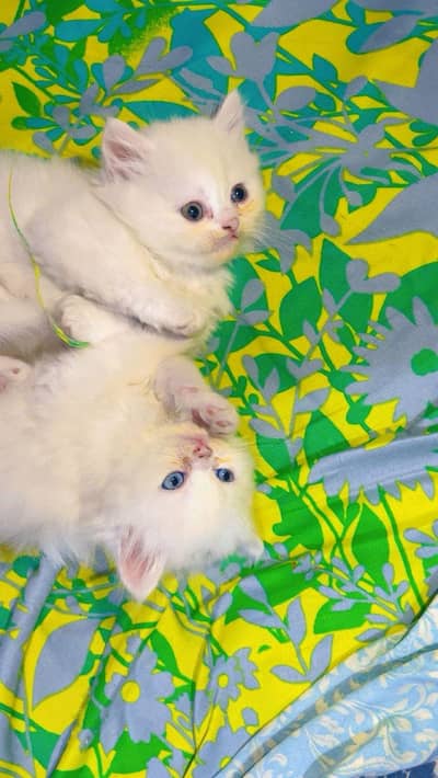Persian cats 3.
