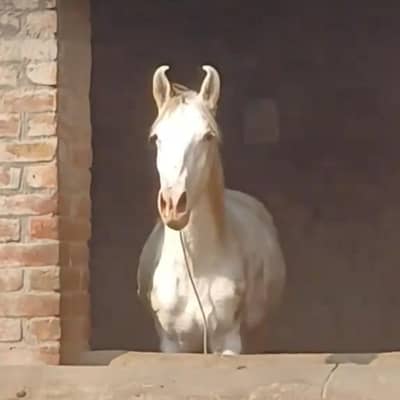 Nukra horse Fakhar e Hassan