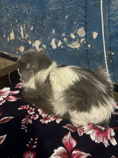 1 year male vaccinated hua wa h