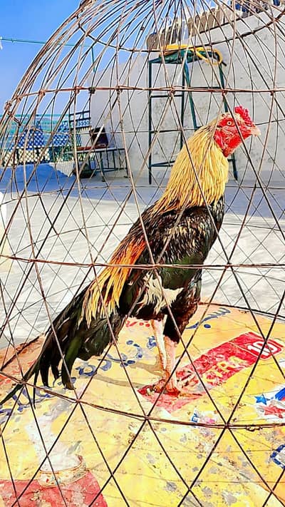 Aseel jawa murga forsale jise chiye inbox ajy 03158673852