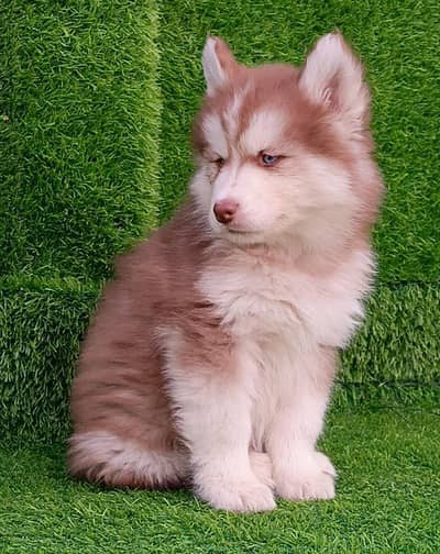 Siberian husky puppies 03425655411