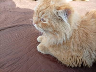 brown Persian cat for sale