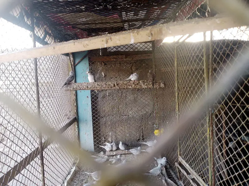 Dove for sale — photo 2