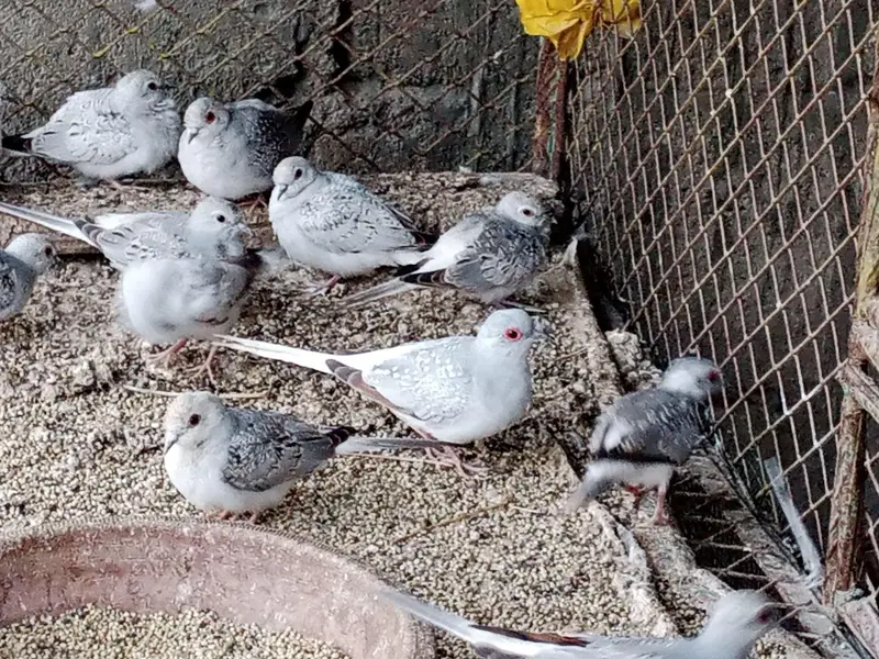 Dove for sale — photo 3