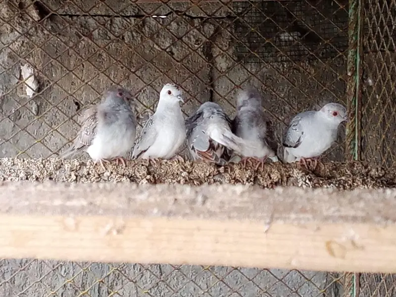 Dove for sale — photo 5