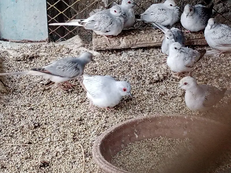 Dove for sale — photo 6