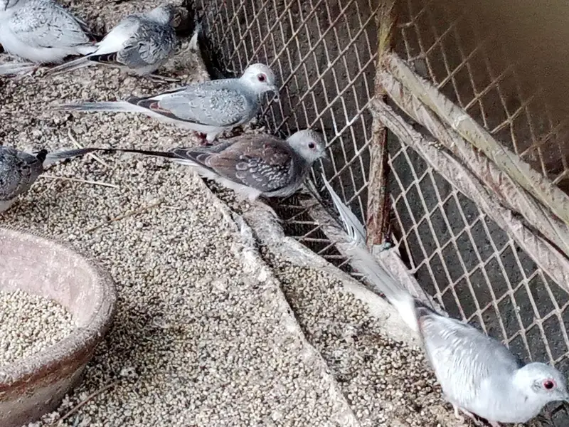 Dove for sale — photo 7