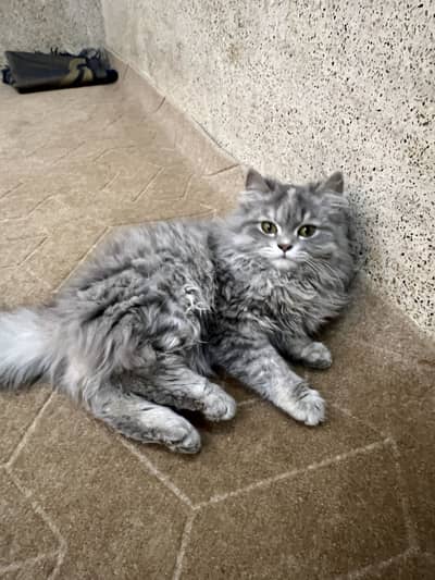 Persian cat