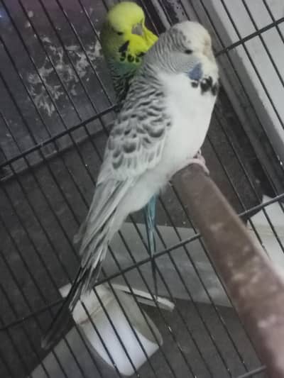 Exhibition pair fall for sale