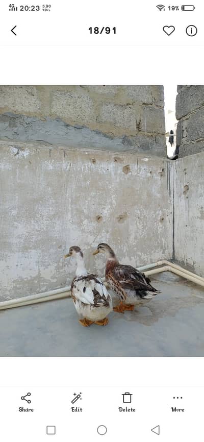 male female ducks