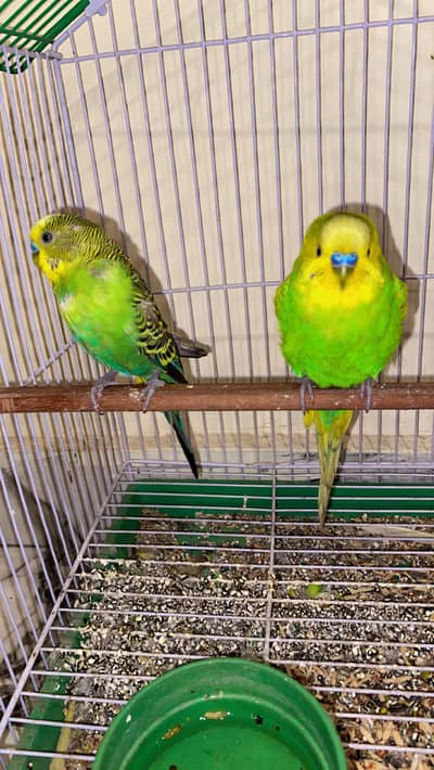 Tamed budges pair full healthy
