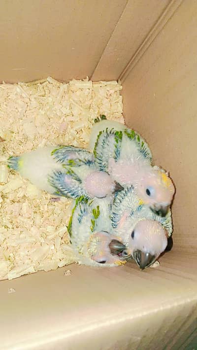 Sun conure chicks for sale very healthy and active