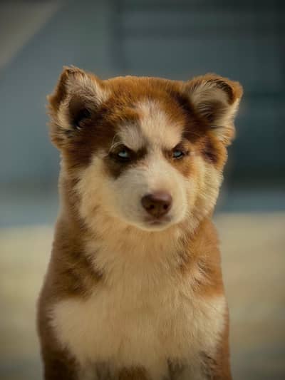 ASH BROWN FEMALE HUSKY