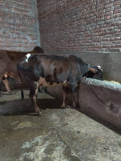 livestock animal for sale